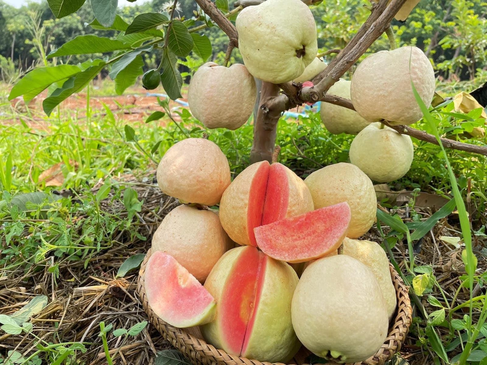 Red Diamond Guava Plant 2ft